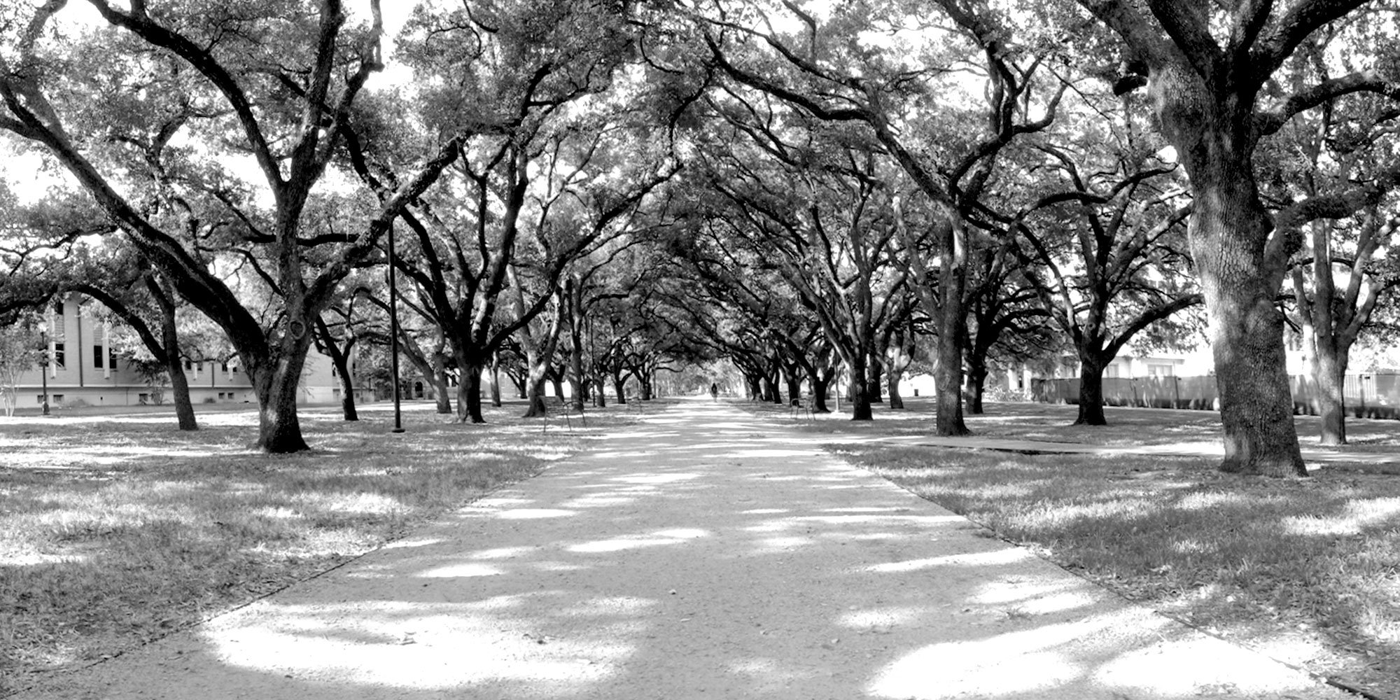 Rice University South Residential District Landscape